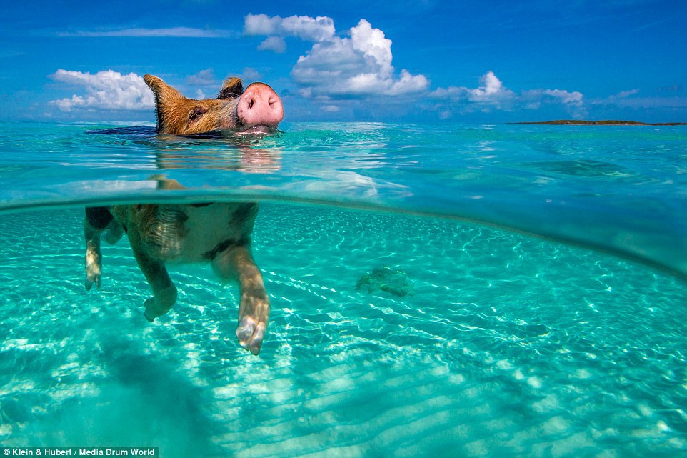  Счастливая жизнь веселых хрюшек на Багамах