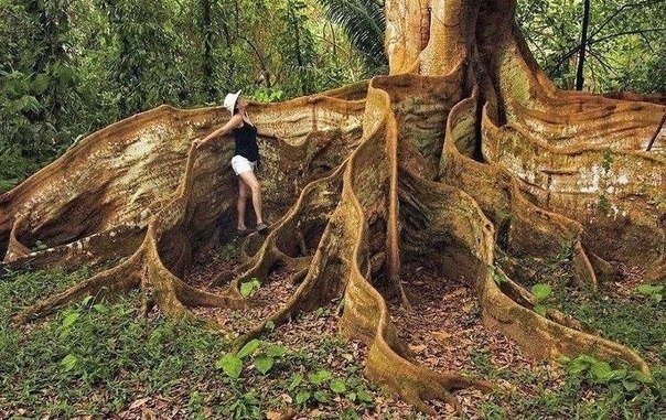 Удивительное дерево в Коста-Рика