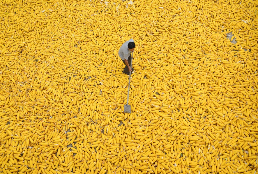 Урожай сахарной кукурузы, Ляочэн, Китай.
