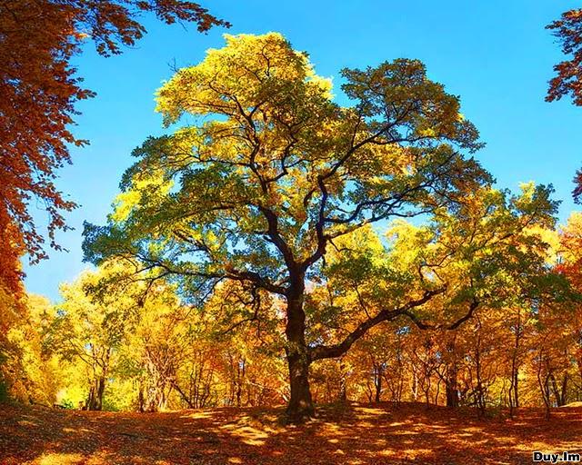 Осенный лес