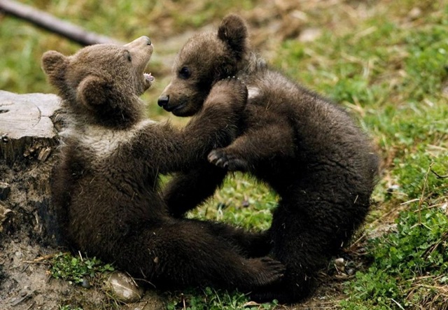 Игра медвежат