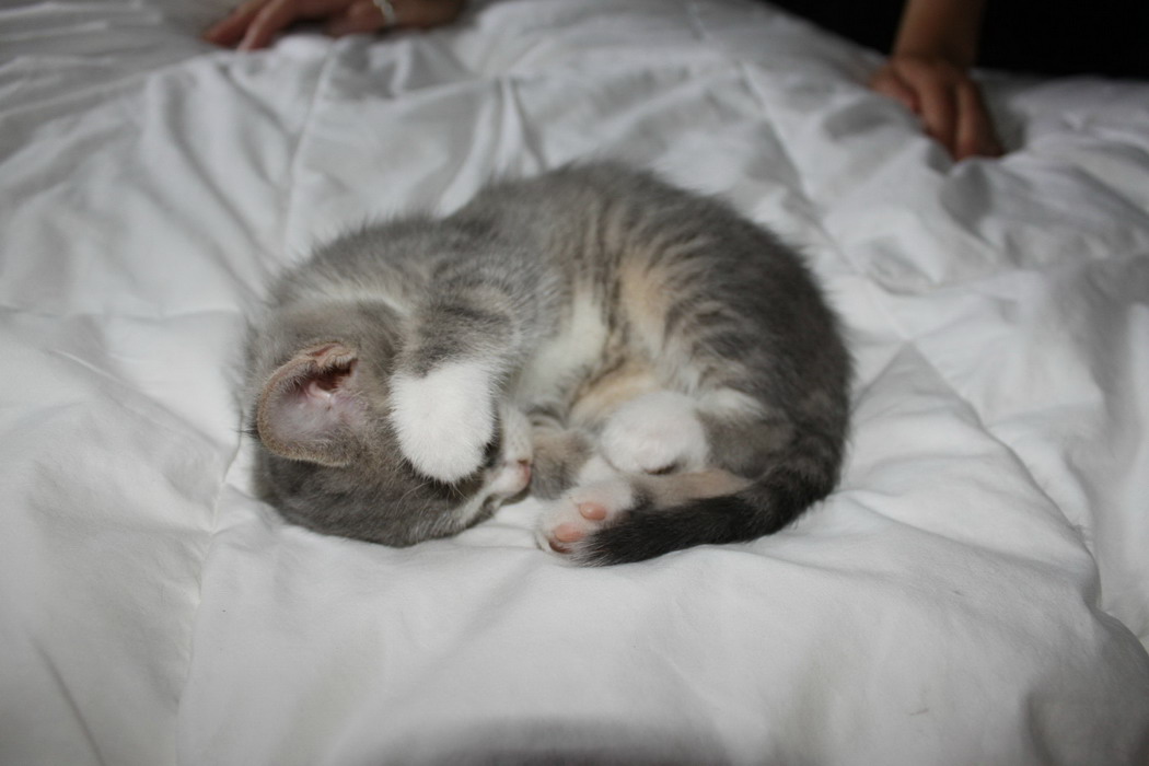 Сколько спят котята в 2. Сонный котенок слепой. Спящий котёнок под одеялом. Сонный новорожденный котенок. Сонный котенок МЭС.