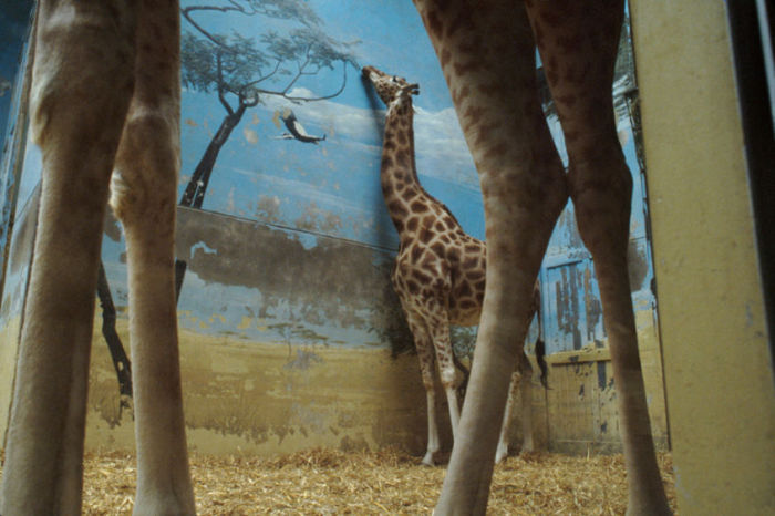 Жираф в зоопарке