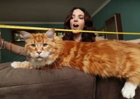 1 самый длинный в мире кот - позитивные новости